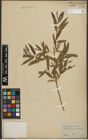Foto von Salix purpurea L. x Salix viminalis L.